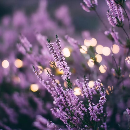 Les Aromatiques